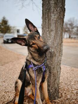 German Shepherd Dog Dogs Available for Adoption - Trooper | PetCurious