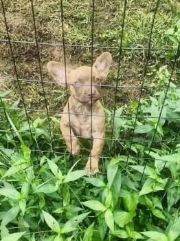 KitKat Frenchie -  French Bulldog and Maltese Dog for Adoption in Milton, Georgia - KitKat Frenchie | PetCurious