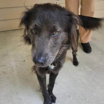 Mixed Breed Dogs Available for Adoption in Lake Panasoffkee, Florida - Smokey Bubba | PetCurious