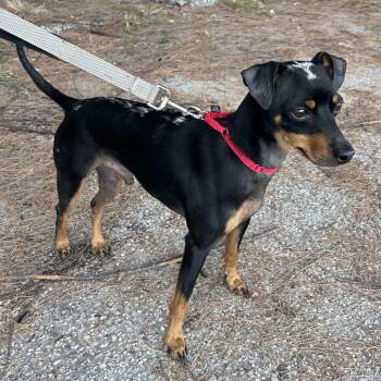 Pepe -  Miniature Pinscher and Mixed Breed Dog for Adoption in Jupiter, Florida - Pepe | PetCurious