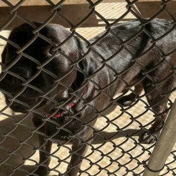 Midnight -  Labrador Retriever and Mixed Breed Dog for Adoption in Waynesburg, Pennsylvania - Midnight | PetCurious
