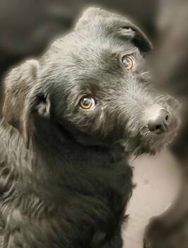 Border Collie and Terrier Dogs Available for Adoption - Ember | PetCurious