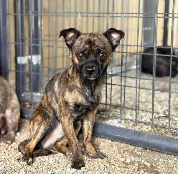 Mixed Breed Dogs Available for Adoption in Shelburne, Vermont - Sunny | PetCurious