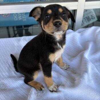 Megamind -  Terrier and Mixed Breed Dog for Adoption in San Antonio, Texas - Megamind | PetCurious