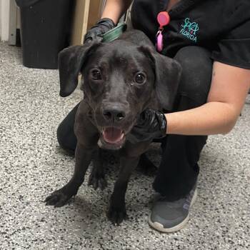 Stormie -  Mixed Breed Dog for Adoption in Lakeland, Florida - Stormie | PetCurious