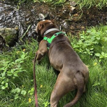 Teddy -  Mixed Breed Dog for Adoption in Bangall, New York - Teddy | PetCurious