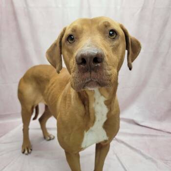 Pit Bull Terrier and Mixed Breed Dogs Available for Adoption - Andi | PetCurious