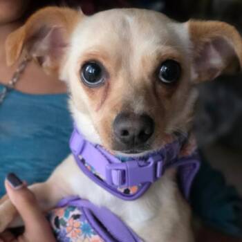 Caramelo -  Chihuahua Dog for Adoption in Dayton, Ohio - Caramelo | PetCurious