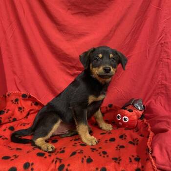 A614697 -  Australian Cattle Dog Blue Heeler and Mixed Breed Dog for Adoption in Modesto, California - A614697 | PetCurious