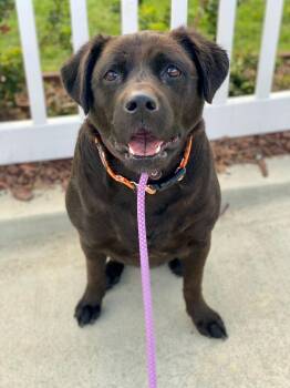 Rescue Labrador Retriever Dogs for Adoption in Newport Beach, California - Suki | PetCurious
