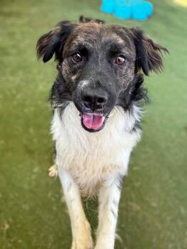 Baluster -  Border Collie and Golden Retriever Dog for Adoption in Ramona, California - Baluster | PetCurious