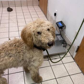 Maruchan -  Mixed Breed Dog for Adoption in Charleston, West Virginia - Maruchan | PetCurious