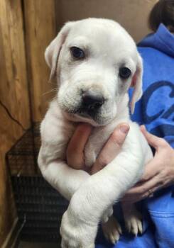Dogo Argentino and Mixed Breed Dogs Available for Adoption - Leopoldo | PetCurious