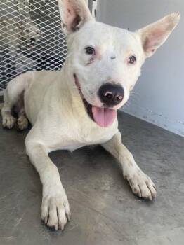 Ghost - URGENT -  Pit Bull Terrier Dog for Adoption in Thousand Oaks, California - Ghost - URGENT | PetCurious