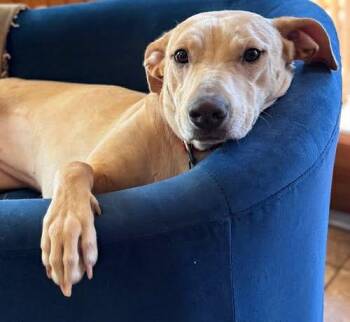 Yellow Labrador Retriever Dogs Available for Adoption in Killingworth, Connecticut - Penny #26 | PetCurious