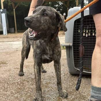 Doghouse Jenkins -  Plott Hound and Border Collie Dog for Adoption in Austin, Texas - Doghouse Jenkins | PetCurious