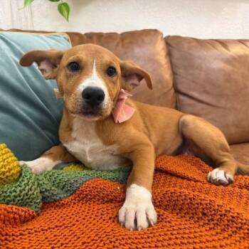 Pit Bull Terrier and Labrador Retriever Dogs Available for Adoption in Friendswood, Texas - Carrot Cake | PetCurious