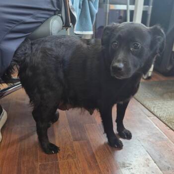 McMuffin -  Labrador Retriever Dog for Adoption in Wahiawa, Hawaii - McMuffin | PetCurious