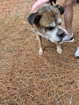 Boxer Dogs Available for Adoption - Ic-9 | PetCurious