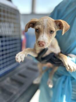 Cold Foam -  Chihuahua and Mixed Breed Dog for Adoption in Fresno, California - Cold Foam | PetCurious