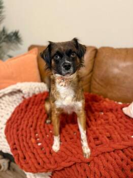 Zeena Beana Perfect Pup -  Chihuahua and Cavalier King Charles Spaniel Dog for Adoption in Friendswood, Texas - Zeena Beana Perfect Pup | PetCurious