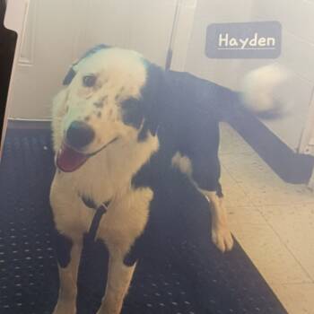 Rescue Border Collie and Collie Dogs for Adoption in Indianapolis, Indiana - Hayden | PetCurious