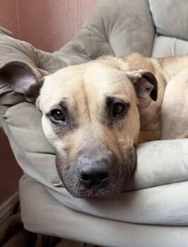 Pit Bull Terrier Dogs Available for Adoption - Billie Jean | PetCurious