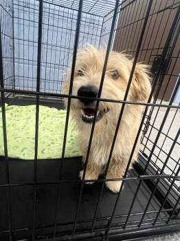 Echo -  Terrier and Mixed Breed Dog for Adoption in Georgetown, Ohio - Echo | PetCurious