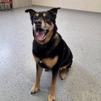 Labrador Retriever and Rottweiler Dogs Available for Adoption - Jax | PetCurious