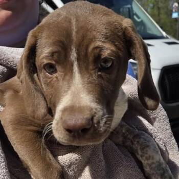 German Shorthaired Pointer and Mixed Breed Dogs Available for Adoption in Voorhees Township, New Jersey - Banjo | PetCurious