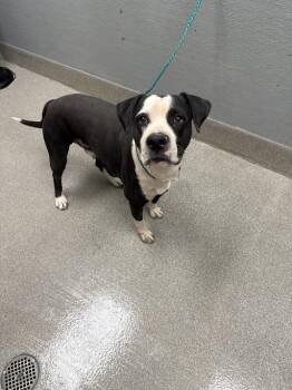 PORKCHOP -  Pit Bull Terrier Dog for Adoption in Las Vegas, Nevada - PORKCHOP | PetCurious