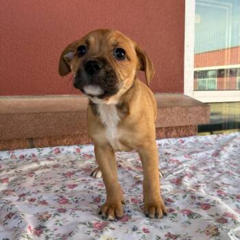 Shepherd Dogs Available for Adoption - Princess | PetCurious