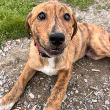Shepherd Dogs Available for Adoption in Logan, Utah - Flour | PetCurious