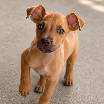 Breeze -  Terrier and Mixed Breed Dog Available for Adoption in Boerne, Texas - Breeze | PetCurious