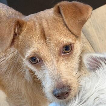 Ms. Sweet Karly -  Wirehaired Terrier Dog for Adoption in Ridgefield, Washington - Ms. Sweet Karly | PetCurious