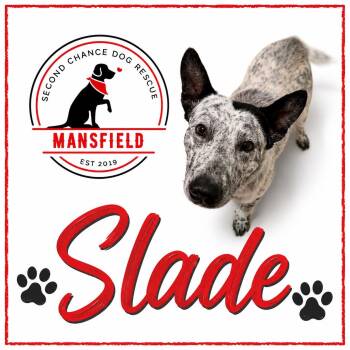 Slade -  Australian Cattle Dog Blue Heeler Dog for Adoption in Mansfield, Texas - Slade | PetCurious