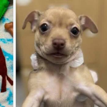 Triscuit -  Chihuahua and Mixed Breed Dog for Adoption in Rockville, Maryland - Triscuit | PetCurious