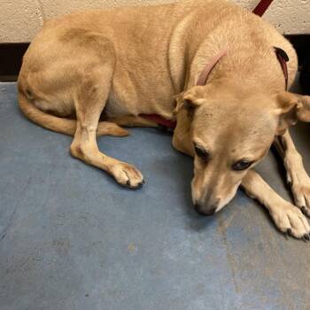 Bella -  Mixed Breed Dog for Adoption in Memphis, Tennessee - Bella | PetCurious