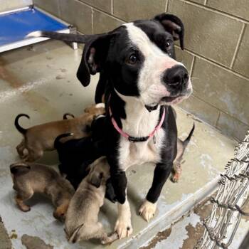Mixed Breed Dogs Available for Adoption in Falls Church, Virginia - Daisy