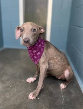 Minnie -  Terrier Dog for Adoption in Lafayette, Louisiana - Minnie | PetCurious