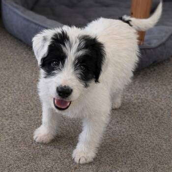 Tuffy (FKA Brando) -  Terrier and Mixed Breed Dog Available for Adoption in Midland, Texas - Tuffy (FKA Brando) | PetCurious
