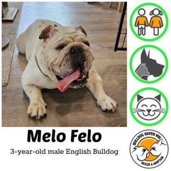 MELO FELO -  English Bulldog Dog for Adoption in Bonney Lake, Washington - MELO FELO | PetCurious