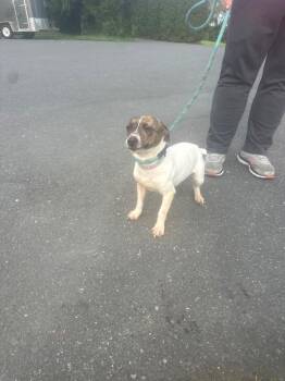 Jackie -  Jack Russell Terrier Dog for Adoption in Pine Grove, Pennsylvania - Jackie | PetCurious