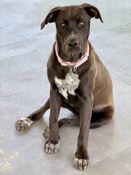 Dolly -  Labrador Retriever Dog for Adoption in Santa Monica, California - Dolly | PetCurious