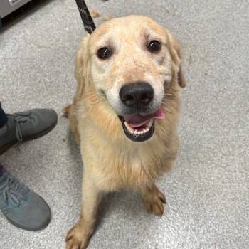 Apollo -  Golden Retriever Dog for Adoption in Englewood, Florida - Apollo | PetCurious
