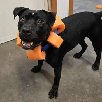 Rescue Pit Bull Terrier Dogs for Adoption in Park Falls, Wisconsin - Resa | PetCurious