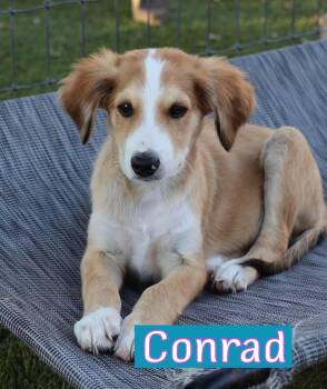 Conrad -  Anatolian Shepherd and Poodle Dog for Adoption in Fort Worth, Texas - Conrad | PetCurious