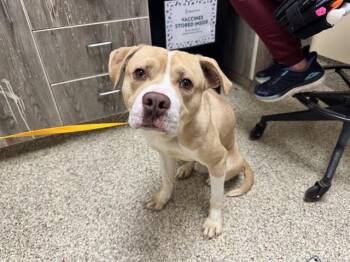 KOKO -  Pit Bull Terrier and Mixed Breed Dog for Adoption in Colorado Springs, Colorado - KOKO | PetCurious