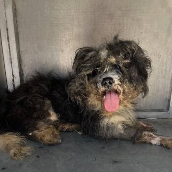 Queen Juliann -  Miniature Poodle Dog for Adoption in Edinburg, Texas - Queen Juliann | PetCurious
