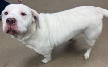 Rescue Mixed Breed Dogs for Adoption in Chamblee, Georgia - Ivy | PetCurious